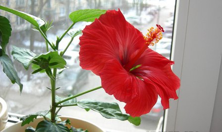 Цветок гибискус: уход в домашних условиях