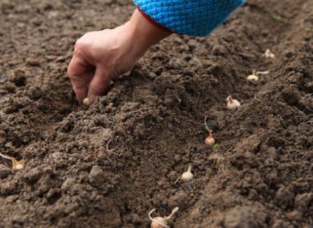 Выращивание репчатого лука: секреты хорошего урожая