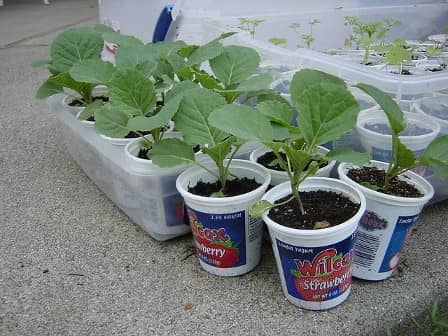 Как вырастить крепкую рассаду капусты?