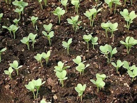 Как вырастить крепкую рассаду капусты?