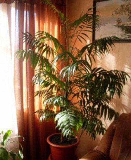 5 самых полезных растений для дома